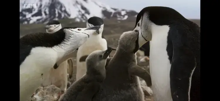 Chinstrap penguin (Pygoscelis antarcticus) as shown in Planet Earth II - Islands